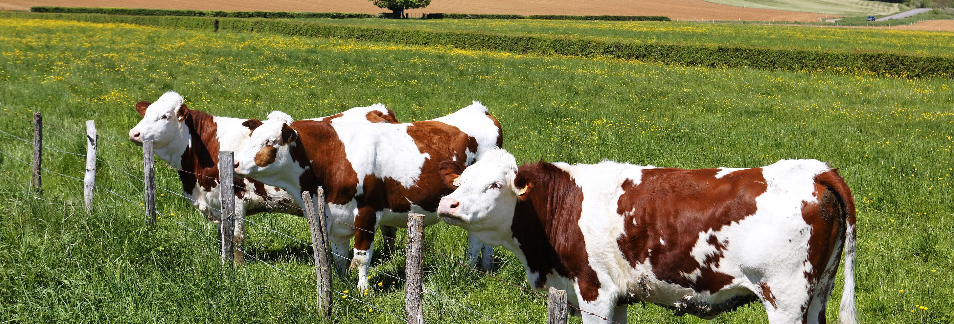 cows in a field