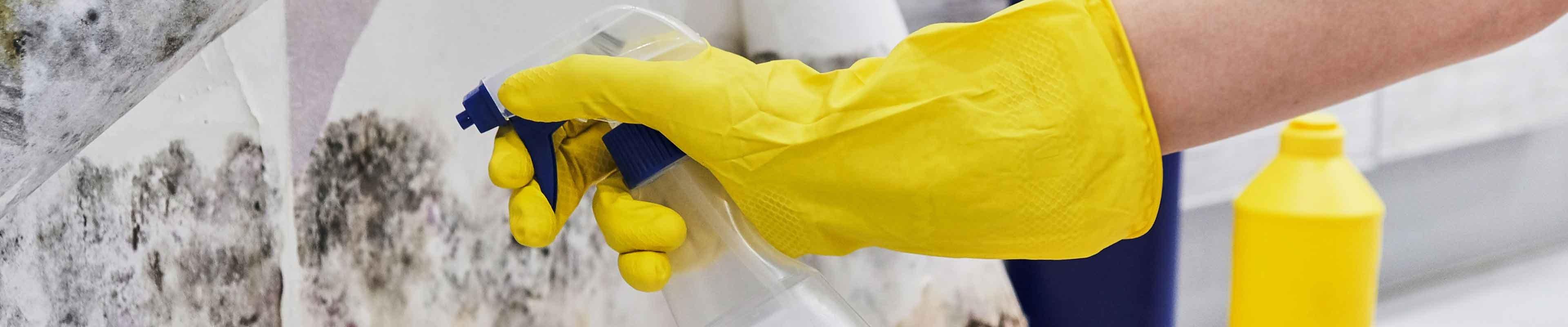 A homeowner cleaning the mold off of a wall in the basement of their home.