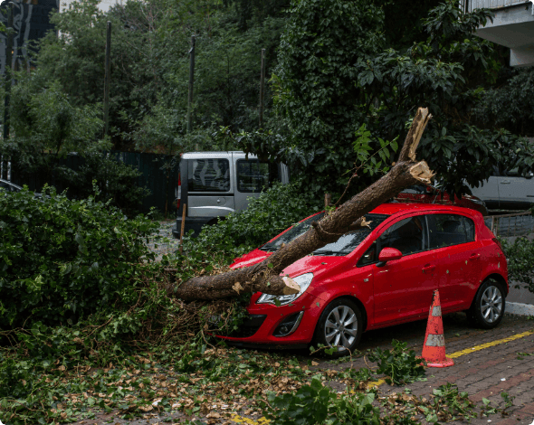 A car with a fallen tree on its windshield.