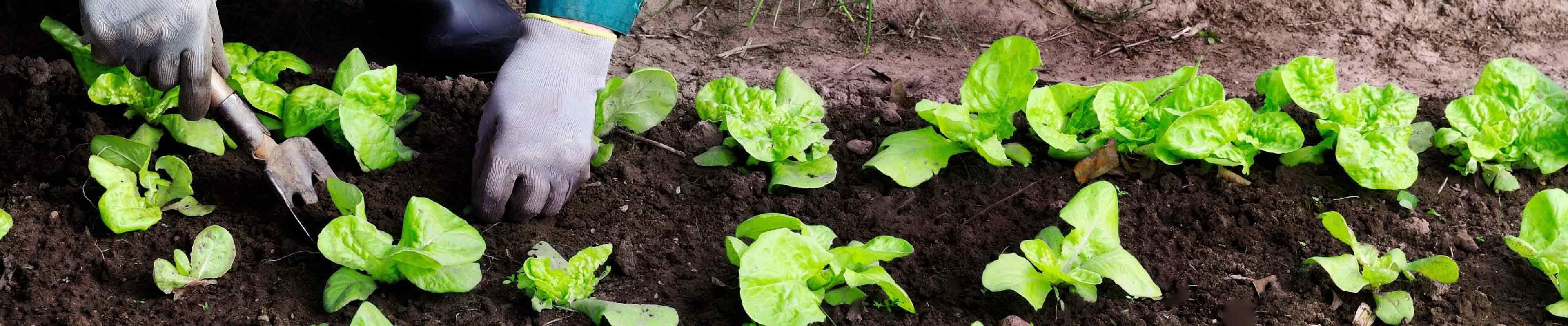 someone digging in black dirt with their hands with fresh crop of plants coming out of the soil