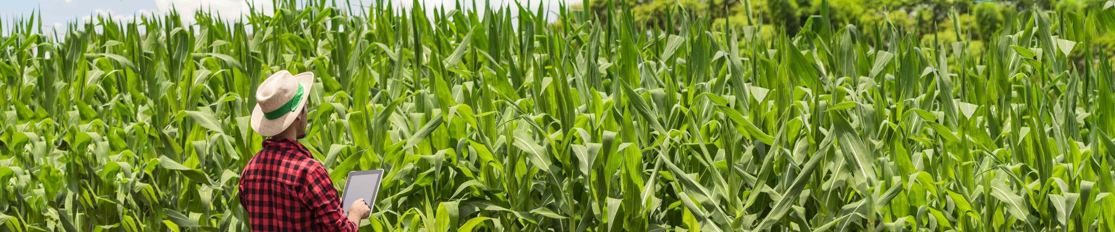 Farmer using social media on his farm